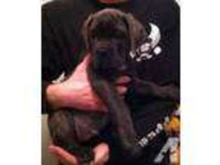 Cane Corso Puppy for sale in MIFFLINTOWN, PA, USA