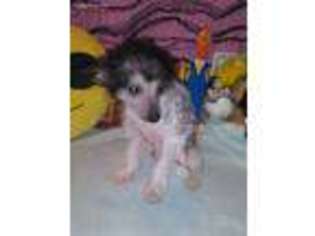 Chinese Crested Puppy for sale in York, SC, USA