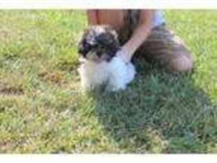 Mutt Puppy for sale in Gilbert, SC, USA