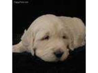 Mutt Puppy for sale in Riverton, UT, USA