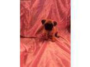 Pug Puppy for sale in Ozark, AR, USA