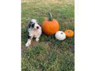 Mutt Puppy for sale in Dunning, NE, USA