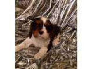 Cavalier King Charles Spaniel Puppy for sale in Akeley, MN, USA