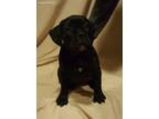 Cane Corso Puppy for sale in Kannapolis, NC, USA
