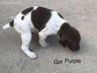 German Shorthaired Pointer Puppy for sale in Firth, NE, USA