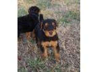 Airedale Terrier Puppy for sale in Huntsville, AL, USA