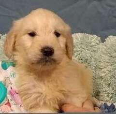 Goldendoodle Puppy for sale in Endicott, WA, USA