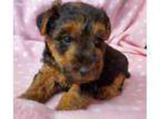 Welsh Terrier Puppy for sale in Ulman, MO, USA