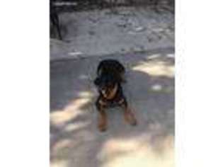 Rottweiler Puppy for sale in Elk Grove, CA, USA
