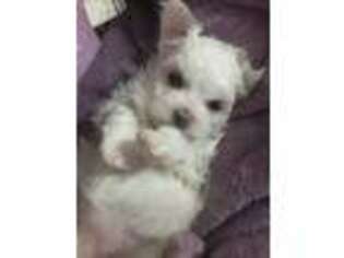 Maltese Puppy for sale in Philadelphia, PA, USA