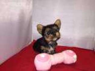 Yorkshire Terrier Puppy for sale in Moody, TX, USA