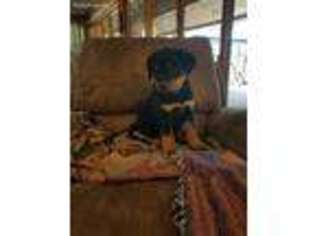 Rottweiler Puppy for sale in North Fort Myers, FL, USA