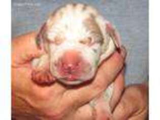 Great Dane Puppy for sale in Mayville, MI, USA