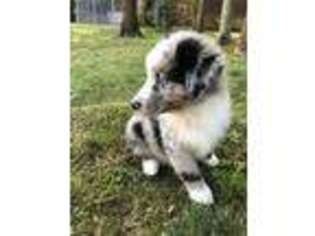Australian Shepherd Puppy for sale in Ruckersville, VA, USA