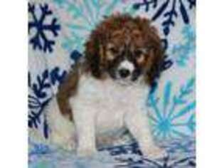 Cavapoo Puppy for sale in Allenwood, PA, USA