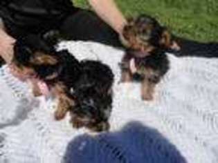 Yorkshire Terrier Puppy for sale in FERNDALE, WA, USA