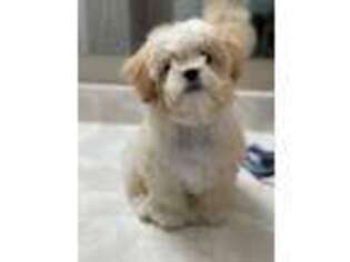 Shih-Poo Puppy for sale in Plain City, OH, USA