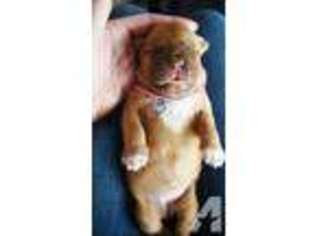 American Bull Dogue De Bordeaux Puppy for sale in FINDLAY, OH, USA