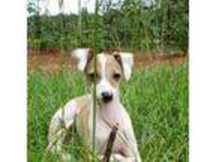 Italian Greyhound Puppy for sale in Cadwell, GA, USA