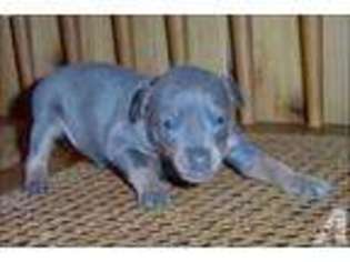 Doberman Pinscher Puppy for sale in SIOUX FALLS, SD, USA