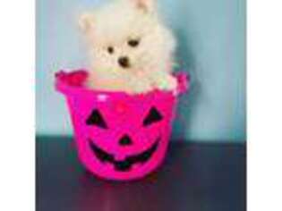 Pomeranian Puppy for sale in Fall River, MA, USA