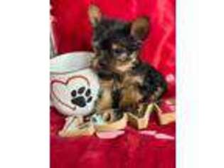 Yorkshire Terrier Puppy for sale in Blue Island, IL, USA
