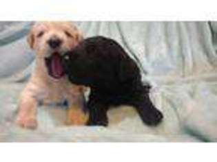 Labradoodle Puppy for sale in Farmington, UT, USA