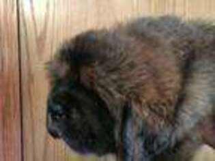 Tibetan Mastiff Puppy for sale in Mayville, MI, USA