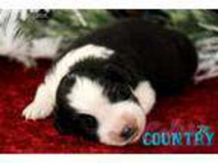 Miniature Australian Shepherd Puppy for sale in Cedar City, UT, USA