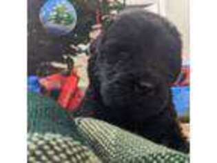 Newfoundland Puppy for sale in Davison, MI, USA