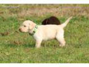 Labrador Retriever Puppy for sale in Orting, WA, USA