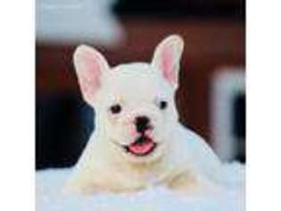 French Bulldog Puppy for sale in Pembroke Pines, FL, USA
