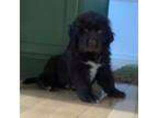 Newfoundland Puppy for sale in Shelbyville, IN, USA