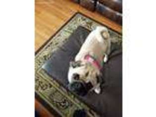 Pug Puppy for sale in Claremont, NC, USA