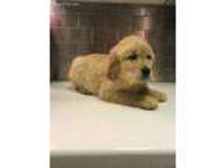 Golden Retriever Puppy for sale in Bechtelsville, PA, USA