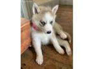 Siberian Husky Puppy for sale in Manchester, NH, USA