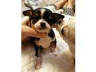 Chihuahua Puppy for sale in Greenville, MI, USA