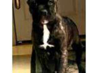 Cane Corso Puppy for sale in Waverly Hall, GA, USA