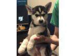 Alaskan Klee Kai Puppy for sale in Pelican Rapids, MN, USA