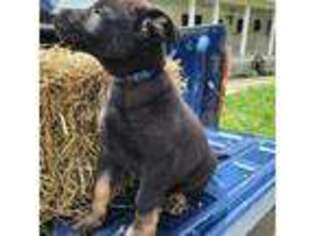 German Shepherd Dog Puppy for sale in Kimbolton, OH, USA