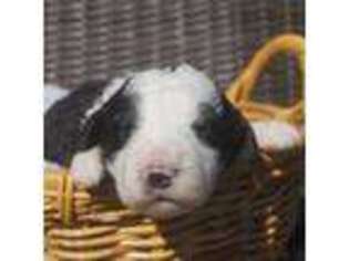 Mutt Puppy for sale in Citronelle, AL, USA