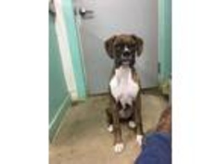Boxer Puppy for sale in Agra, KS, USA