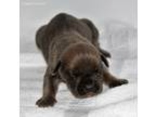 Cane Corso Puppy for sale in Cowpens, SC, USA