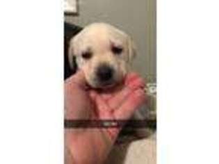 Labrador Retriever Puppy for sale in Madison Heights, MI, USA