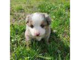 Miniature Australian Shepherd Puppy for sale in Iberia, MO, USA