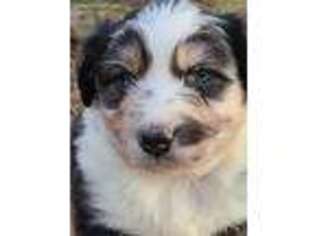 Australian Shepherd Puppy for sale in Crewe, VA, USA