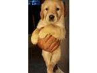 Golden Retriever Puppy for sale in Rock Island, TX, USA