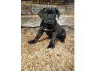 Cane Corso Puppy for sale in Hill City, KS, USA