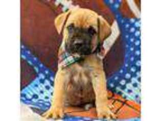 Boerboel Puppy for sale in Buffalo, NY, USA