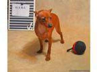 Miniature Pinscher Puppy for sale in Poplar Bluff, MO, USA